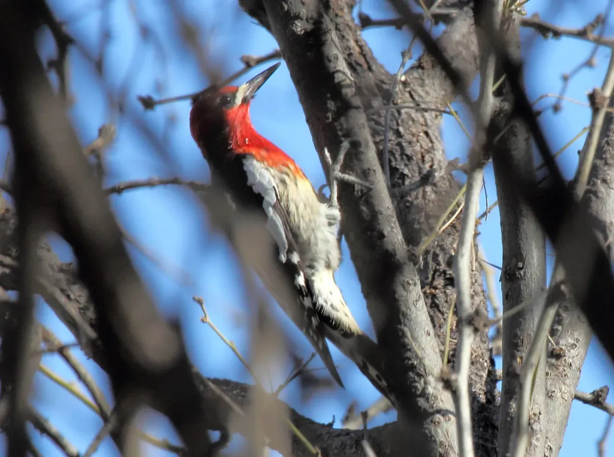File:Red-breasted Sapsucker (Sphyrapicus ruber) (8571139570).jpg