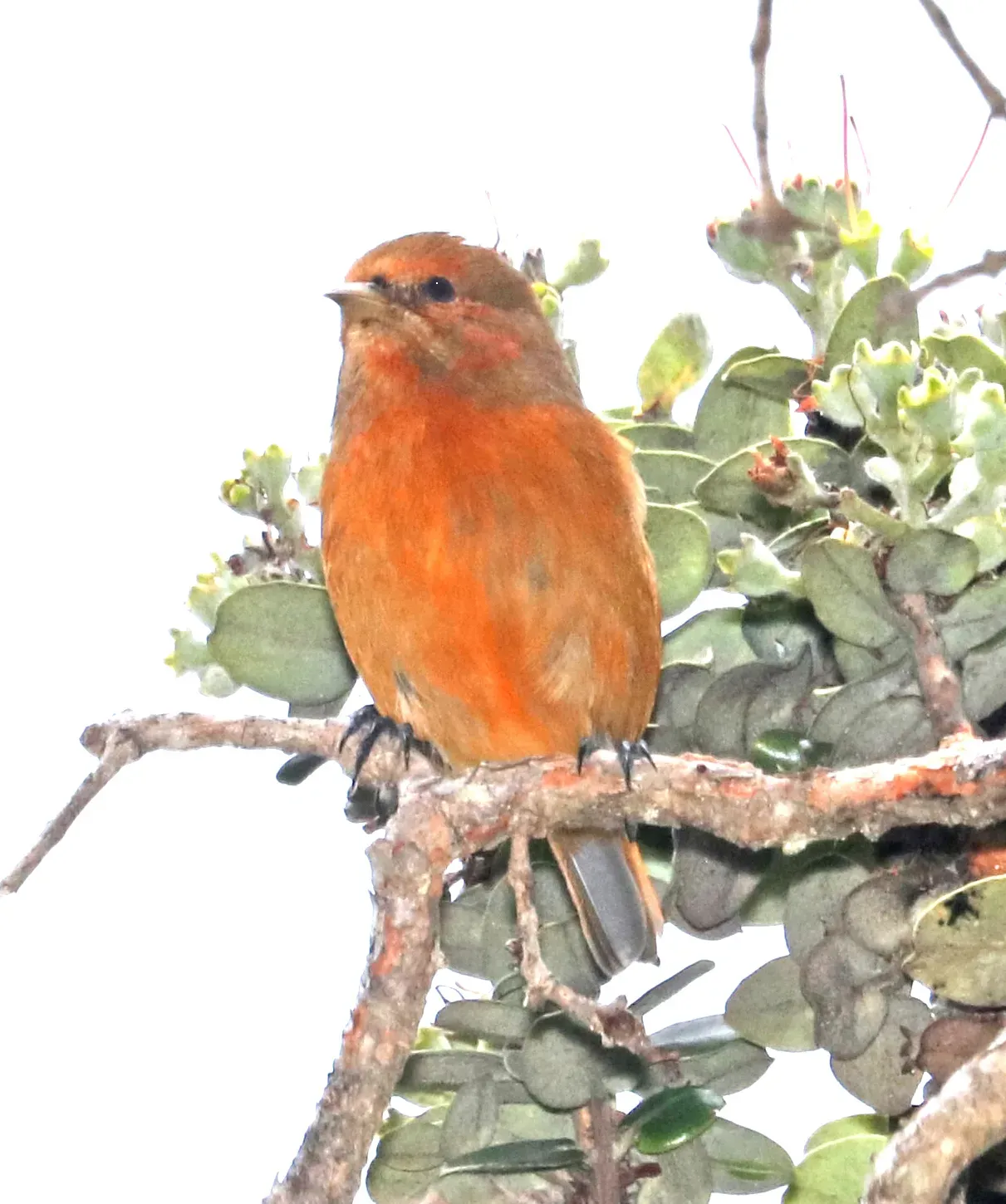 File:Akepa (Loxops coccineus) male, Hakalau Forest National Wildlife Refuge, Hawaii co, Hawaii.jpg