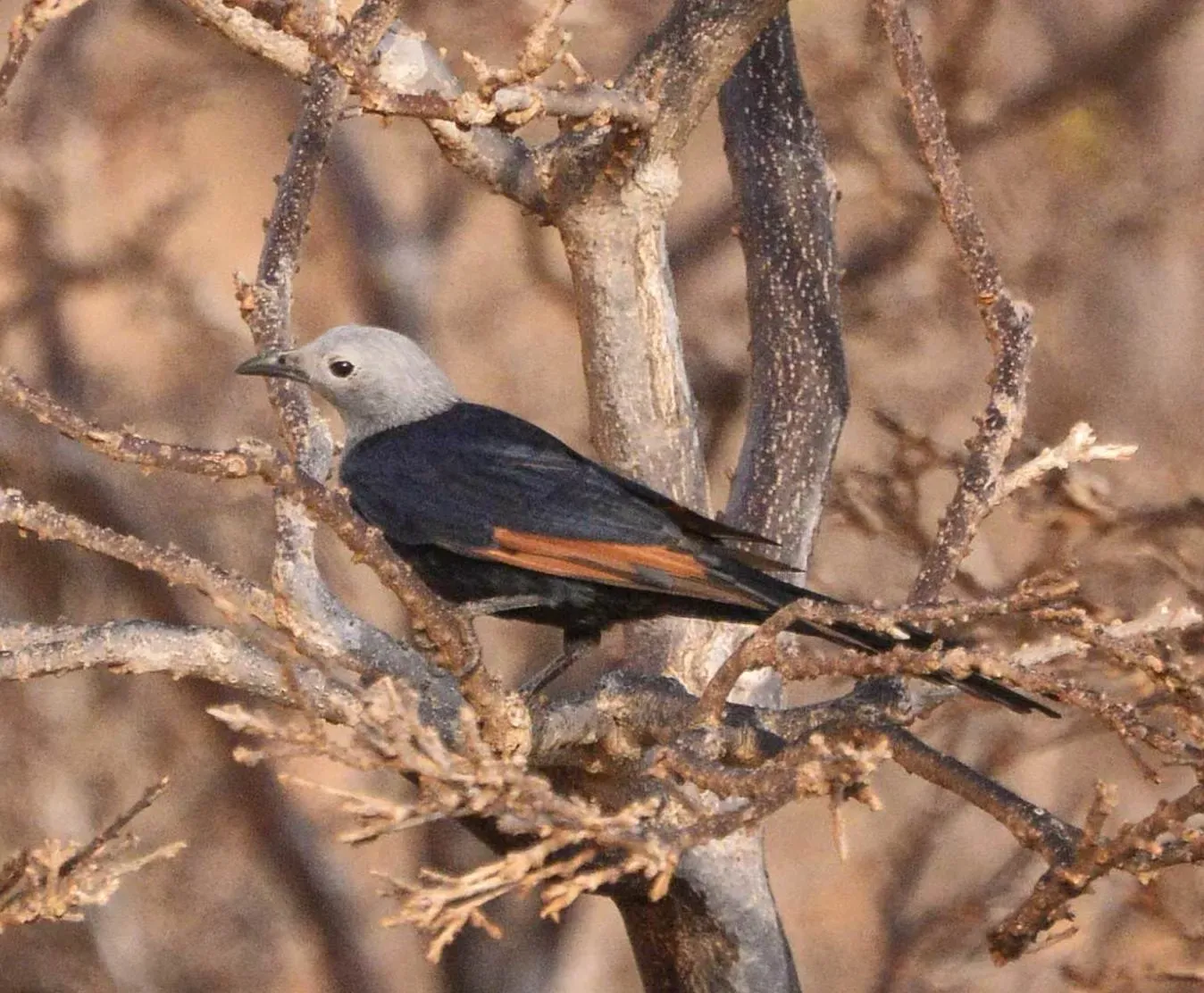 File:Socotra Starling (Onychognathus frater) female.jpg