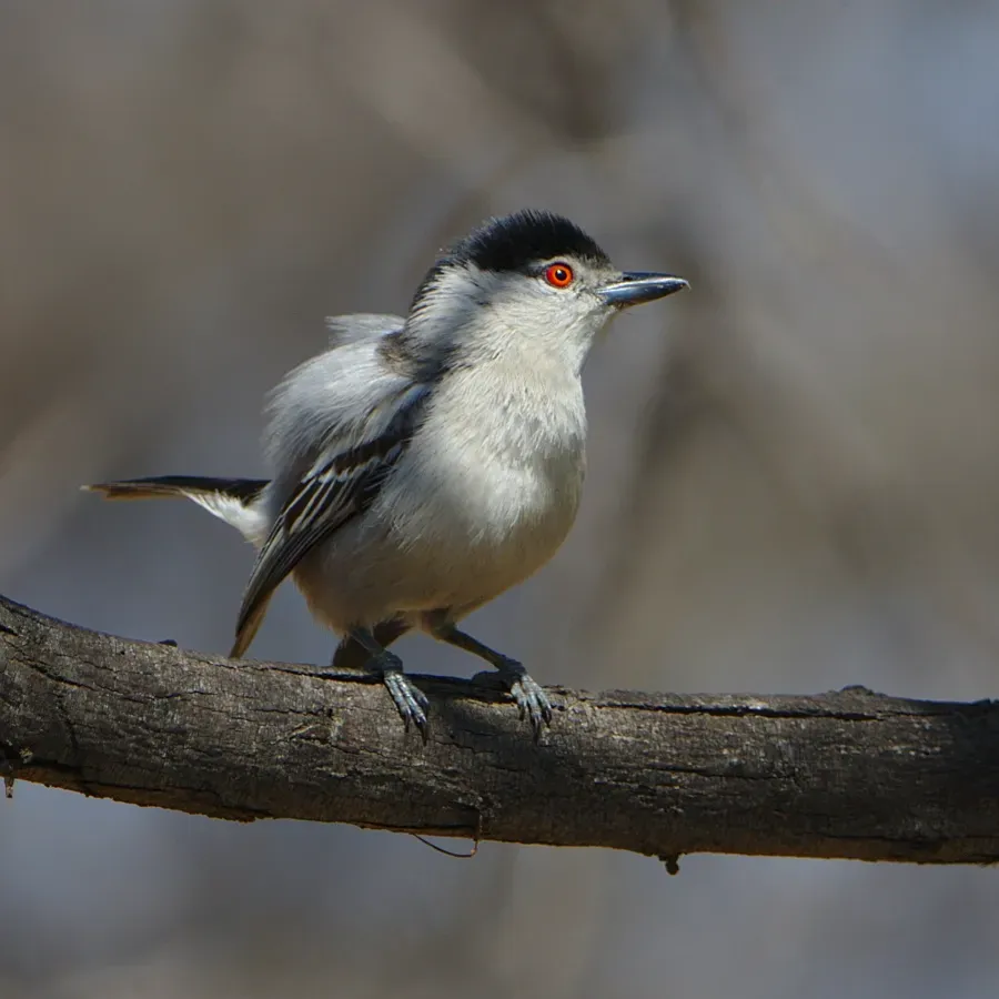 File:Black-backed Puffback, Dryoscopus cubla, male displaying at Rust de Winter Dam. (46036117252).jpg