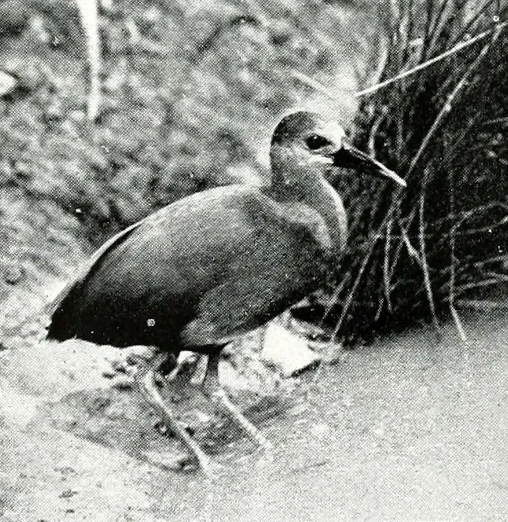 File:Mexican Rail (Rallus tenuirostris) - Bird notes (1911).jpg