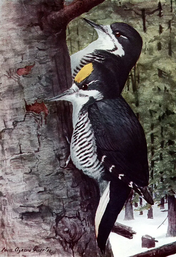 File:Picoides arcticusAAP060A.jpg