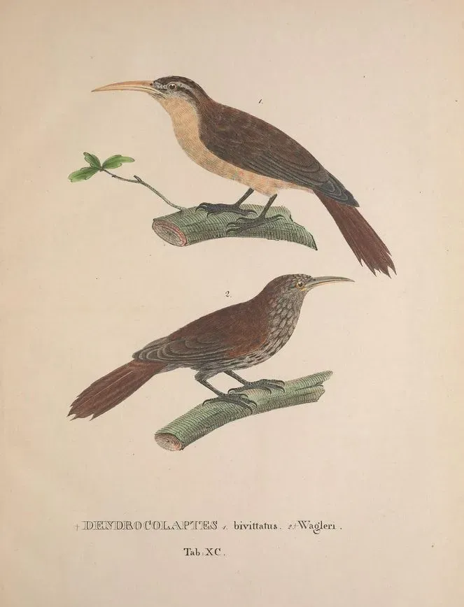 File:Lepidocolaptes angustirostris bivittatus Lepidocolaptes squamatus wagleri.jpg