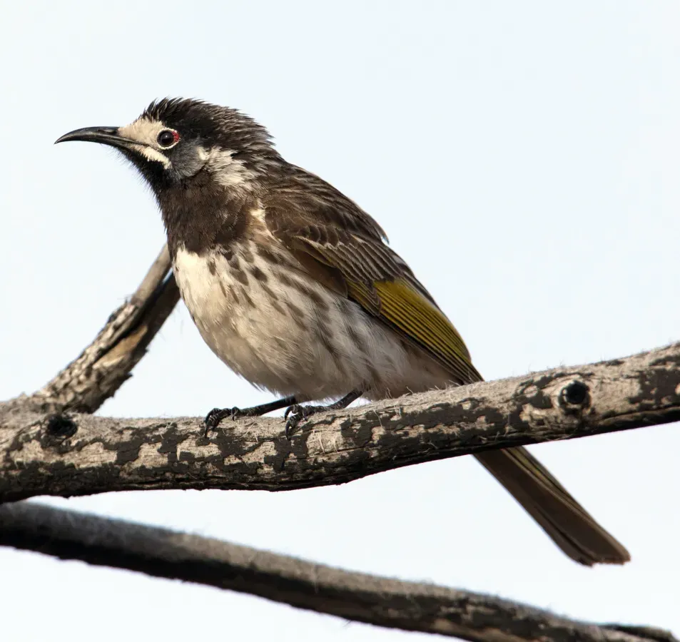 File:White-fronted Honeyeater (Purnella albifrons).jpg