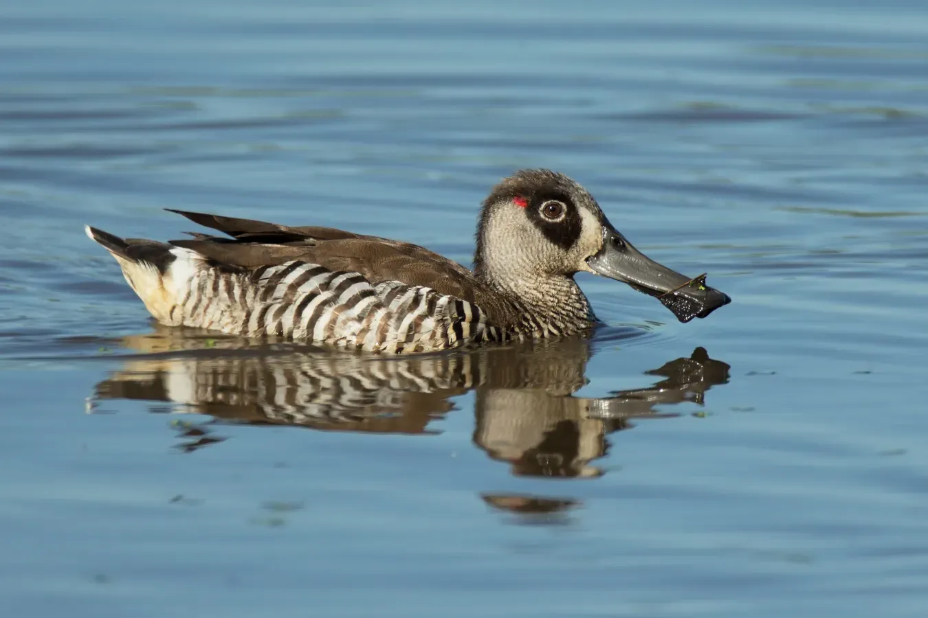 File:Malacorhynchus membranaceus - Bushell's Lagoon.jpg