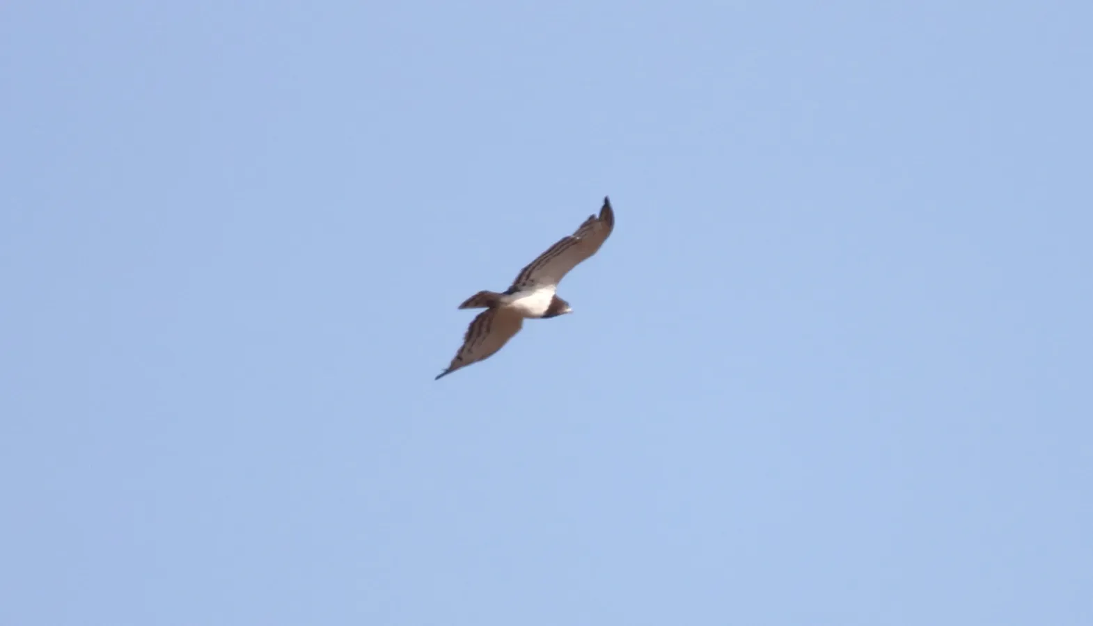 File:Black-chested Snake-Eagle (Circaetus pectoralis) (45825247474).jpg
