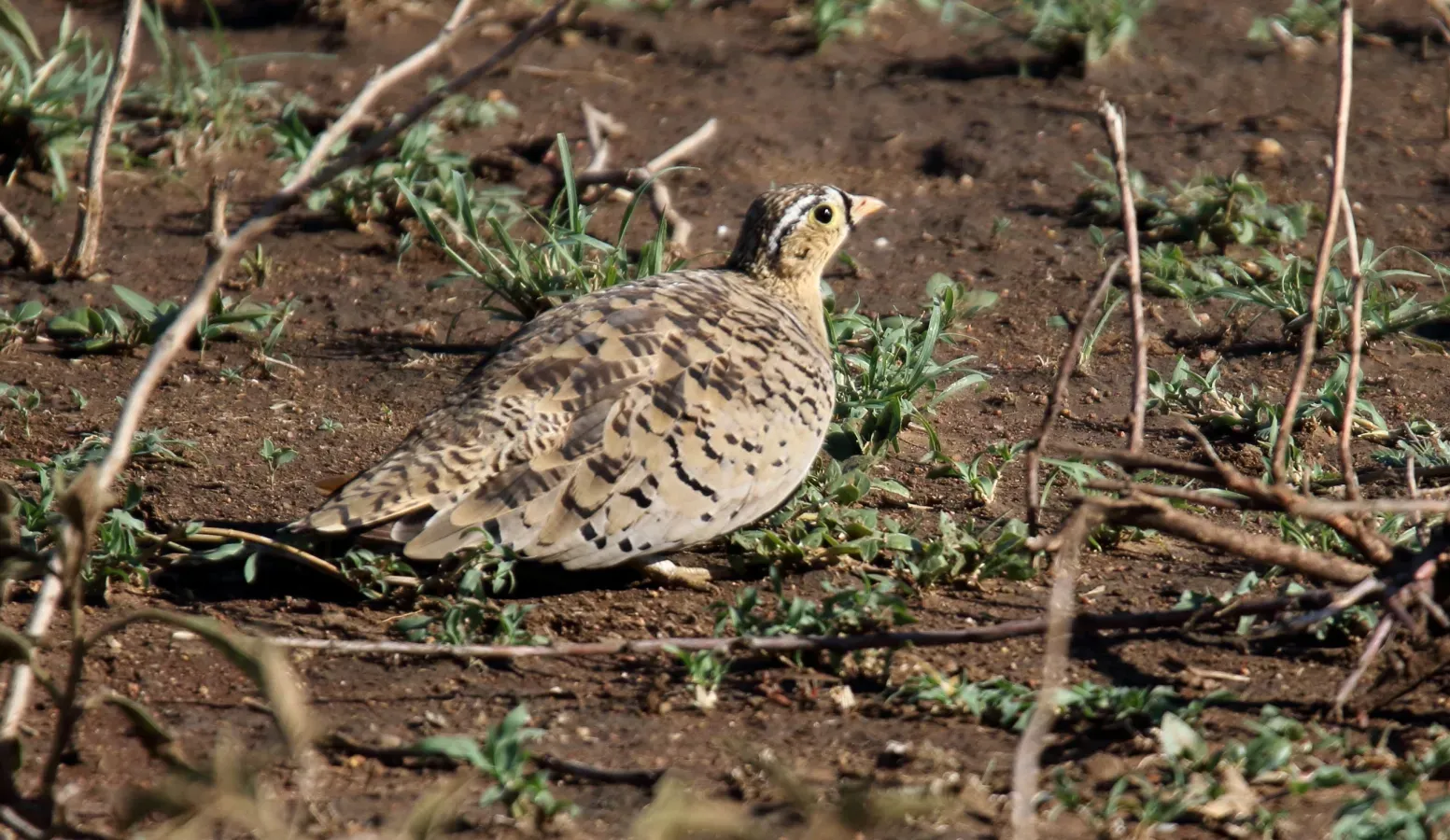 File:Black-faced Sandgrouse (Pterocles decoratus) (45824191774).jpg