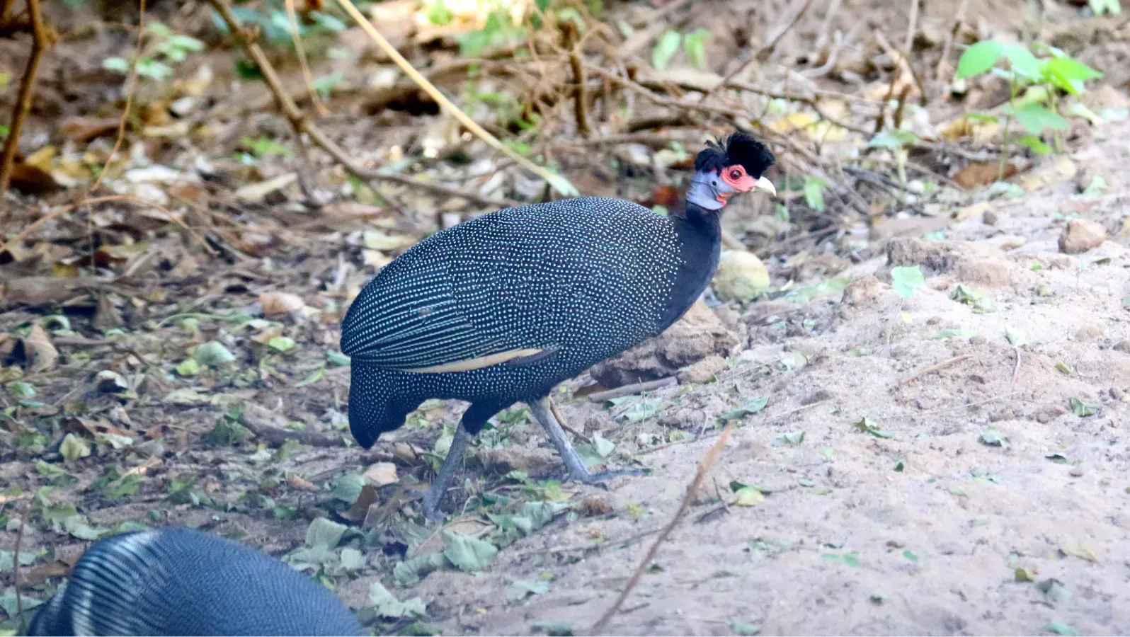 File:Crested Guineafowl (Guttera pucherani) (46494215022).jpg