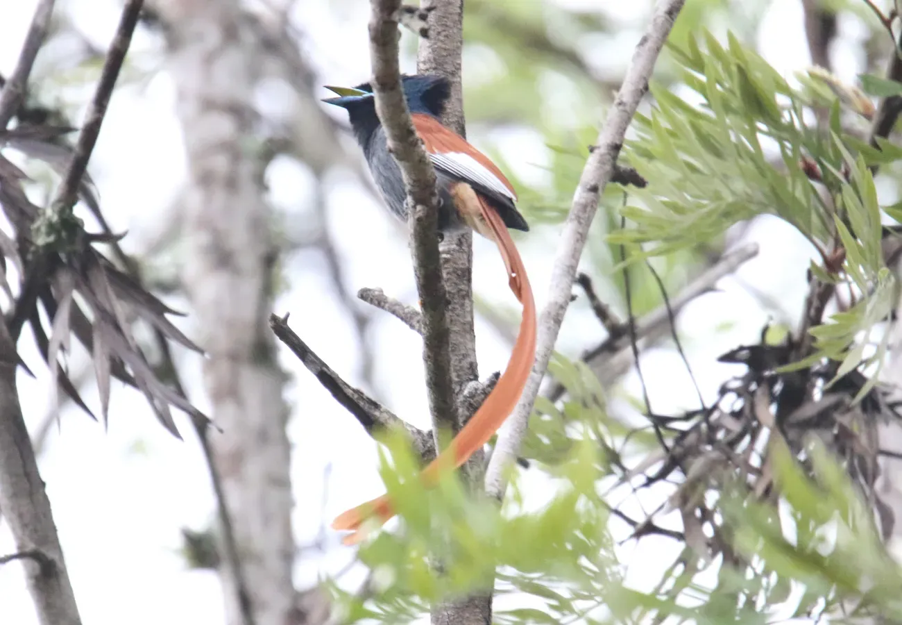 File:African Paradise-Flycatcher (Terpsiphone viridis) (46511347262).jpg
