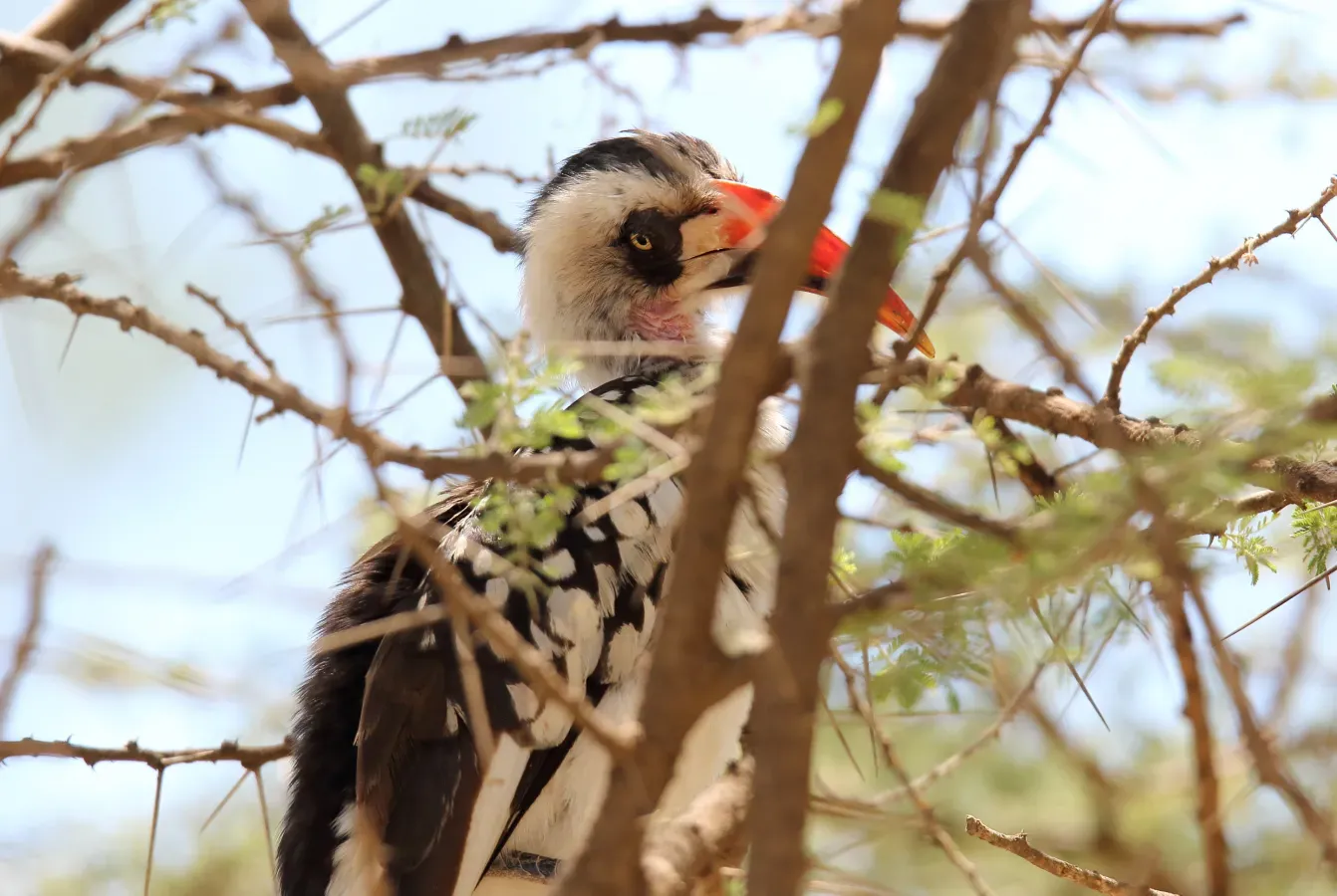 File:Tanzanian Red-billed Hornbill (Tockus ruahae) (46562381441).jpg