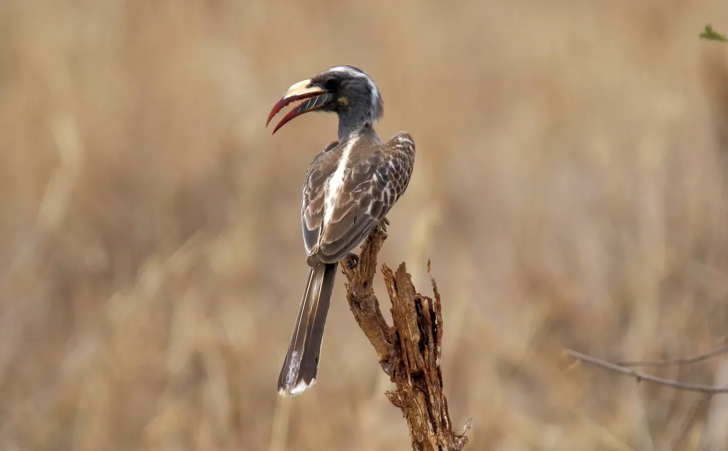 File:African Grey Hornbill (Lophoceros nasutus) (45838510004).jpg