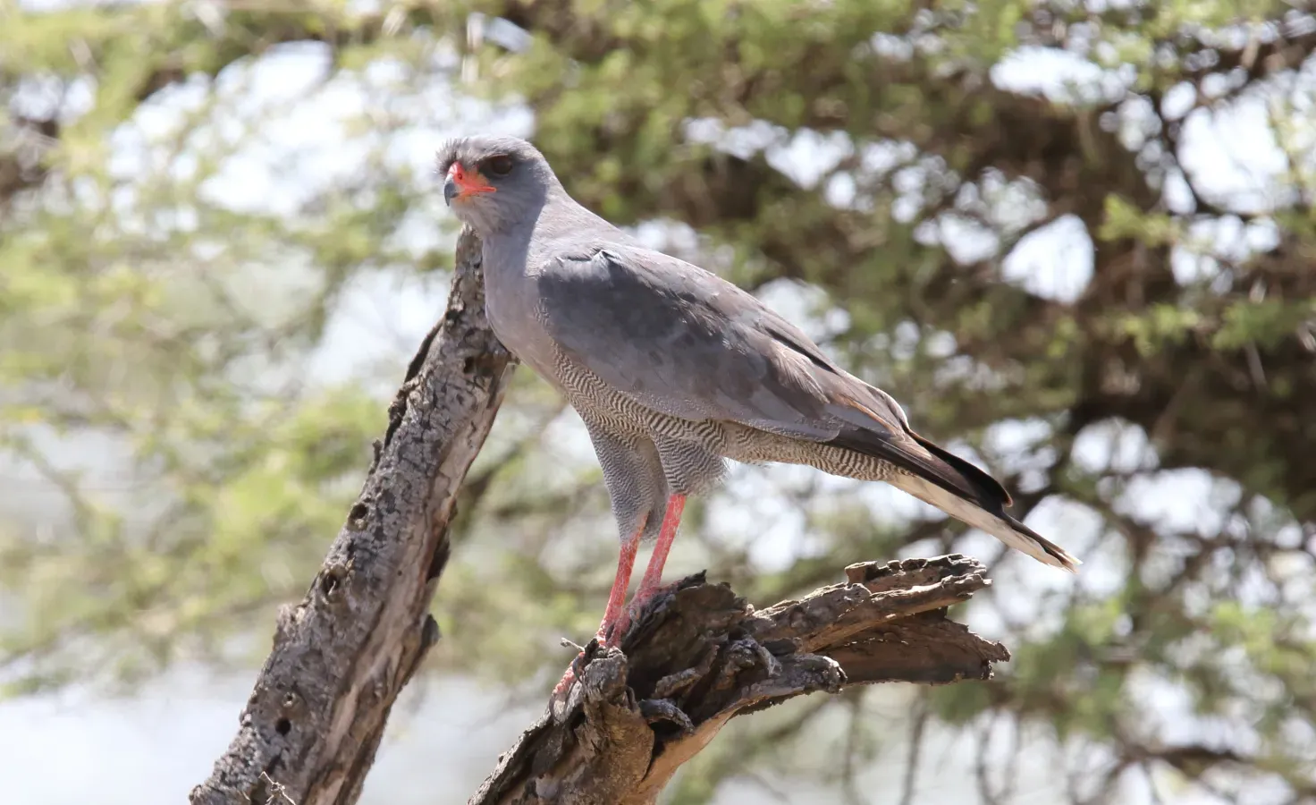 File:Dark Chanting-Goshawk (Melierax metabates) (32687745798).jpg