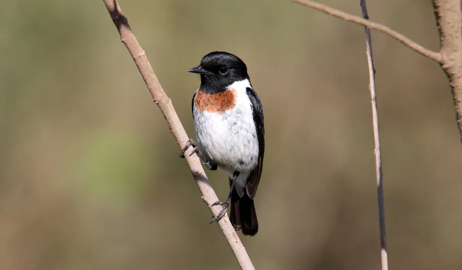 File:African Stonechat (Saxicola torquatus), Tanzania (45855480924).jpg