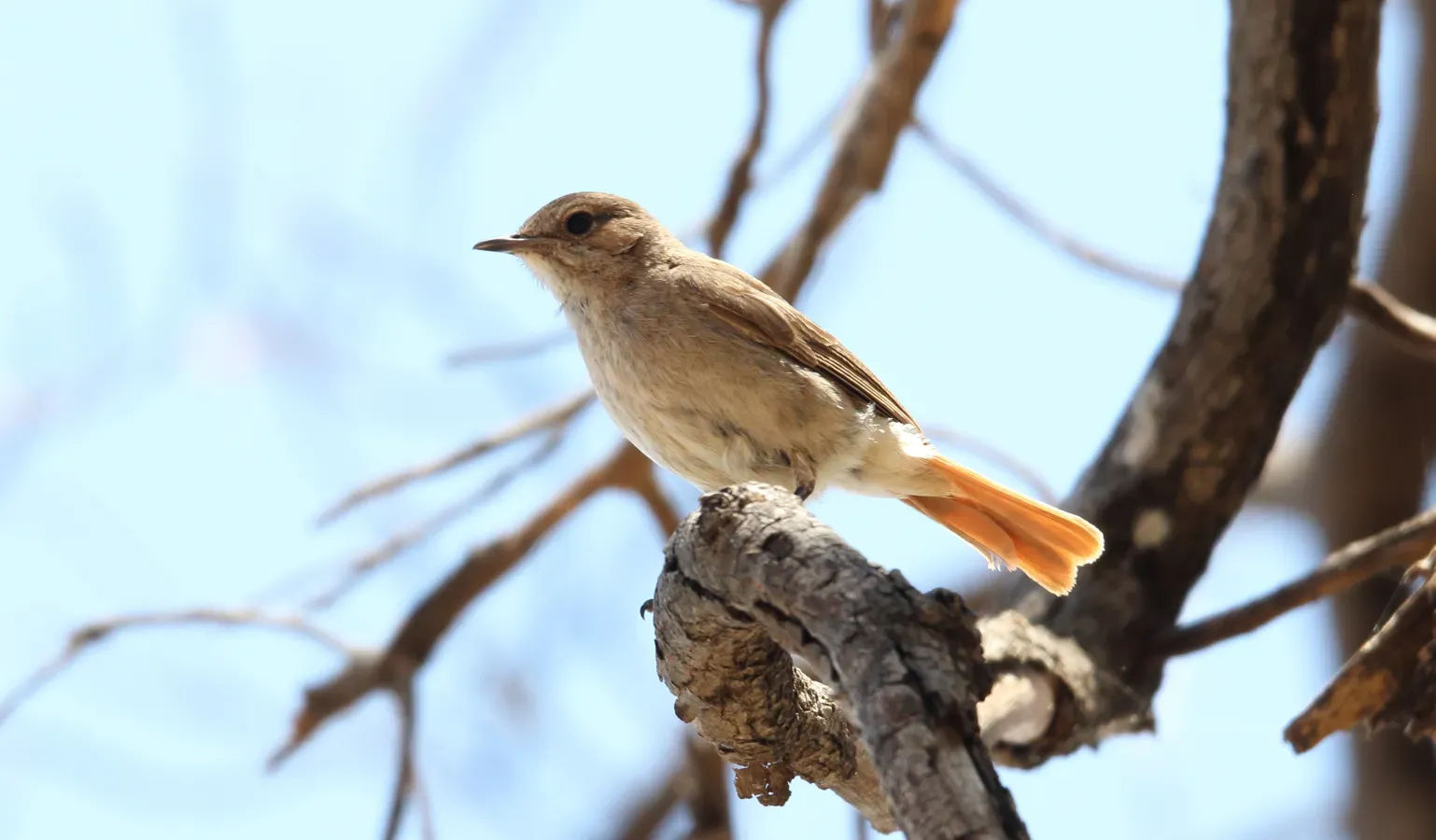 File:Familiar Chat (Oenanthe familiaris) (31638536167).jpg