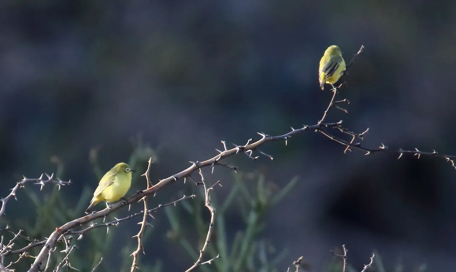 File:Abyssinian White-Eye (Zosterops abyssinicus) (45853986594).jpg