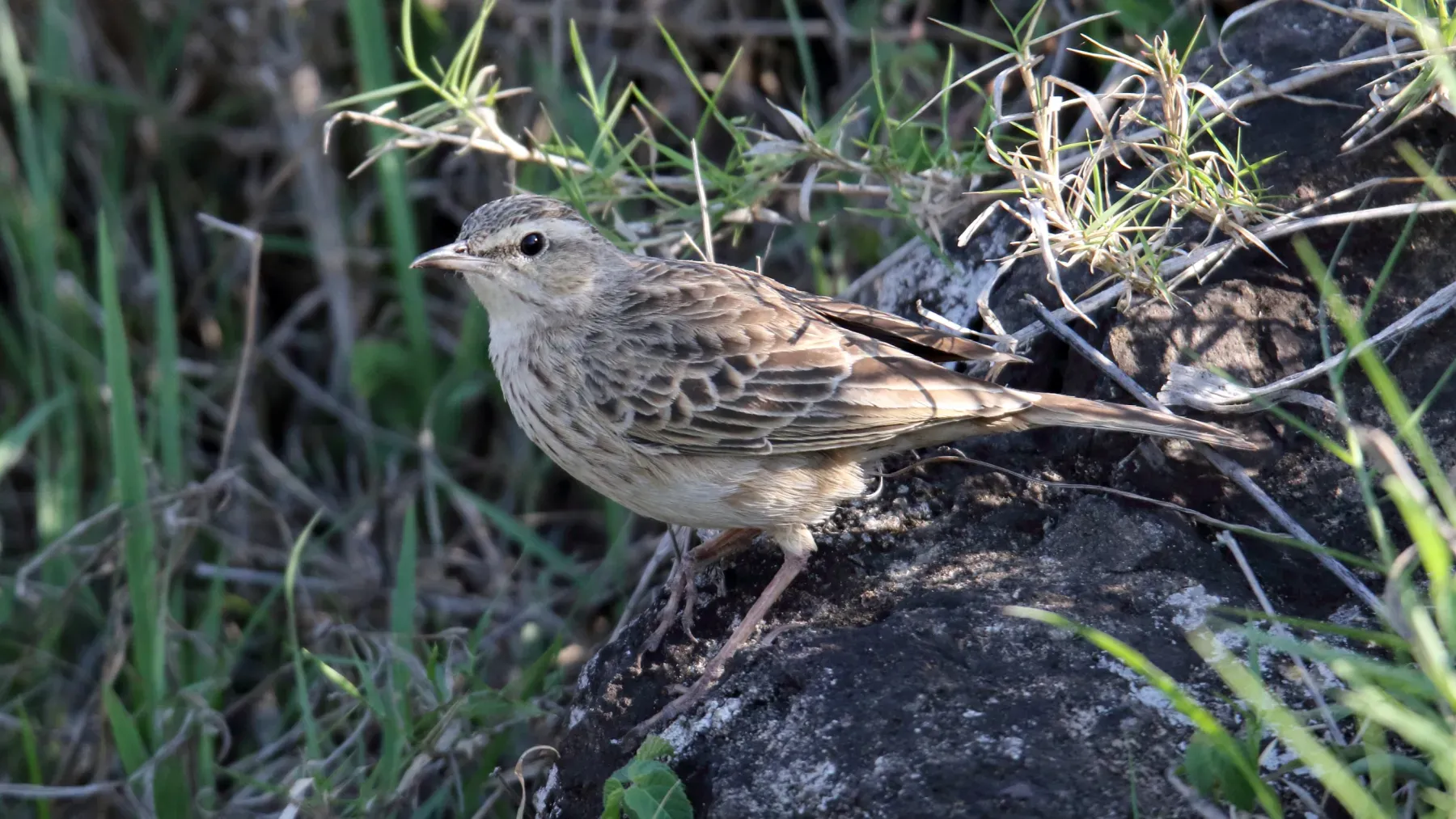 File:Long-billed Pipit (Anthus similis) (45662577725).jpg
