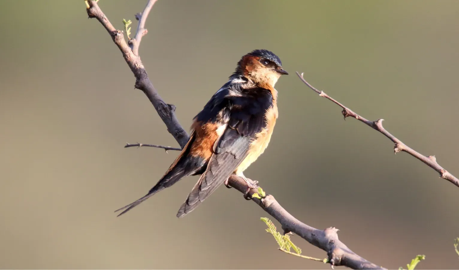 File:African Red-rumped Swallow (Cecropis melanocrissus), Tanzania (45662472495).jpg