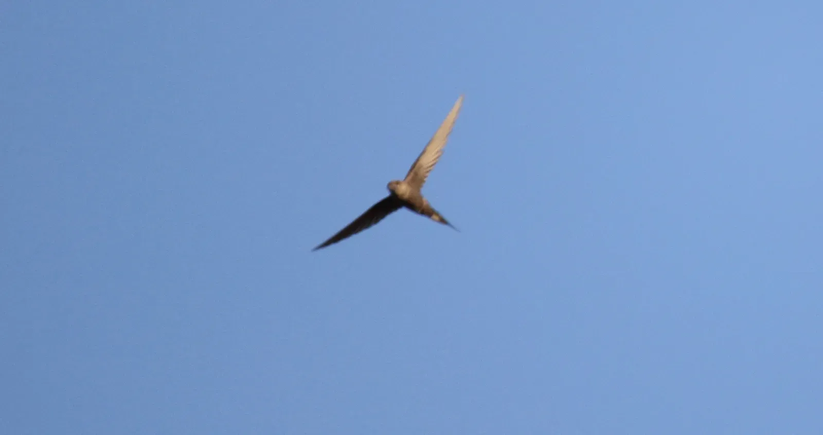 File:African Palm-Swift (Cypsiurus parvus) (46524567502).jpg