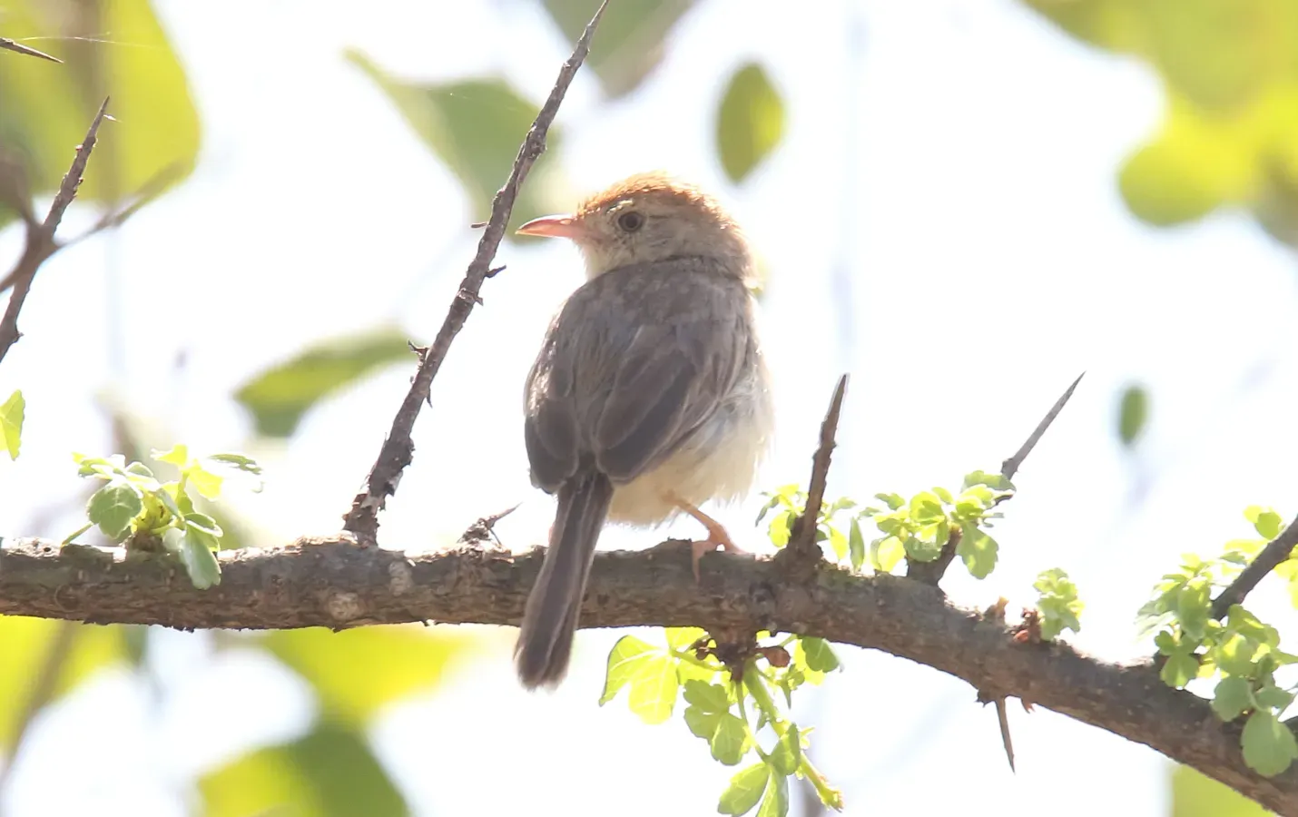 File:Tabora Cisticola (Cisticola angusticauda) (Long-tailed) (44757753670).jpg