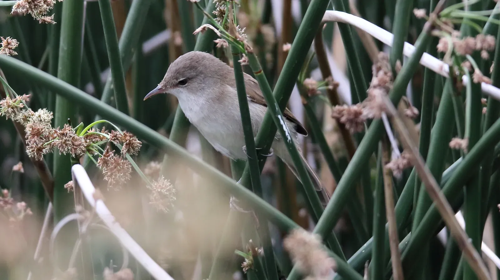 File:Lesser Swamp Warbler (Acrocephalus gracilirostris) (45851036464).jpg