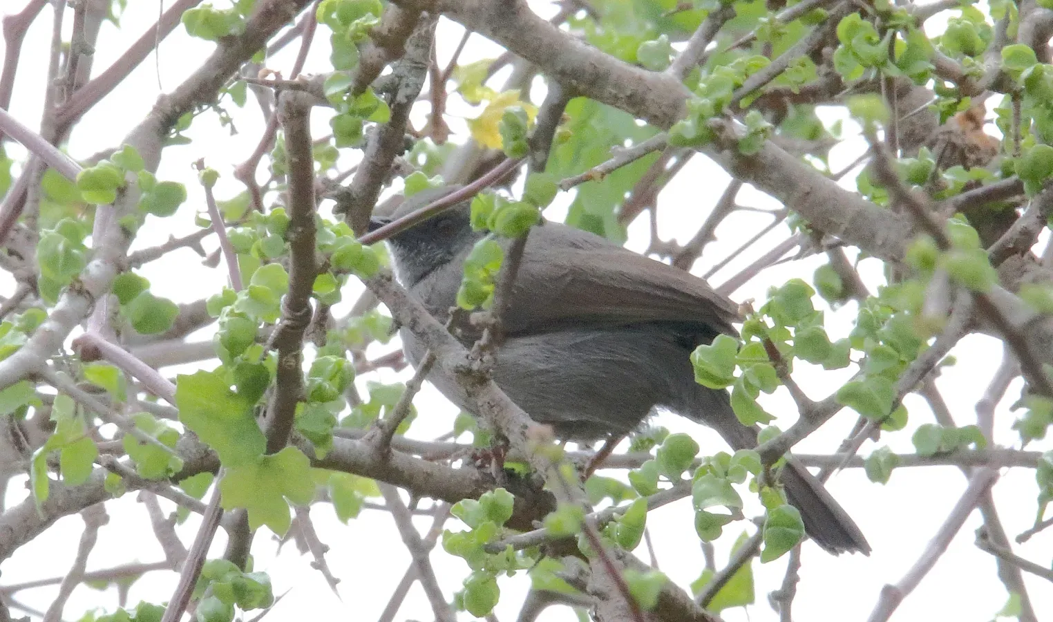 File:Grey Wren-Warber (Calamonastes simplex) (46522745702).jpg