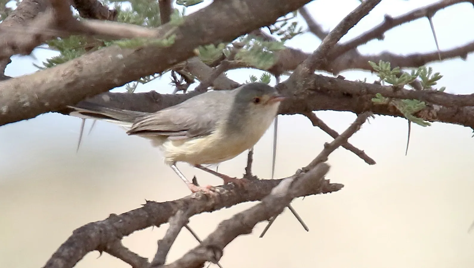 File:Buff-bellied Warbler (Phyllolais pulchella) (32701265388).jpg