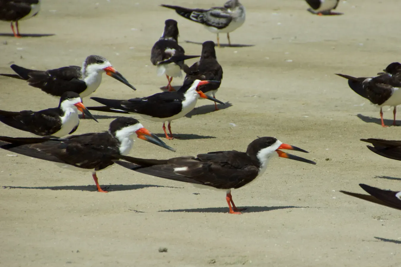 File:Black skimmer (Rynchops niger).jpg