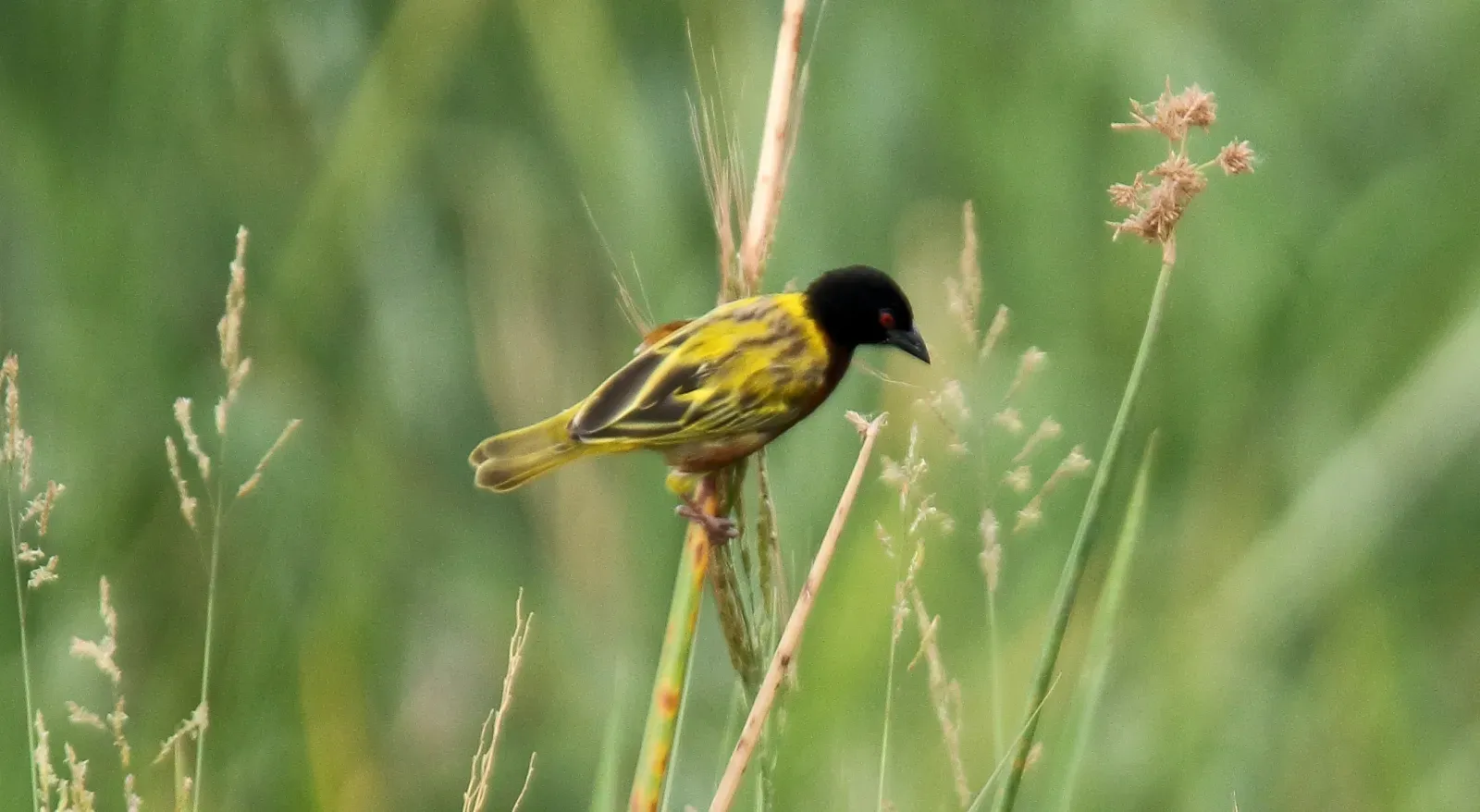 File:Golden-backed Weaver (Ploceus jacksoni) (44768533690).jpg