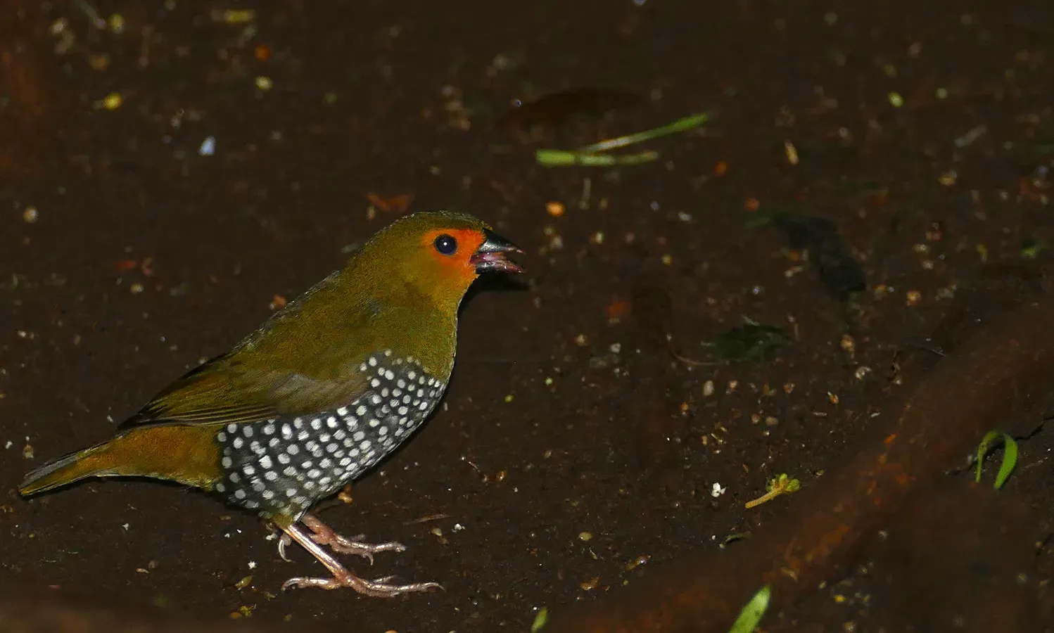 File:Green Twinspot (Mandingoa nitidula) female ... (46544757191).jpg