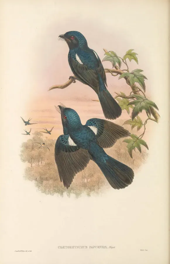 File:Chaetorhynchus papuensis - The Birds of New Guinea.jpg