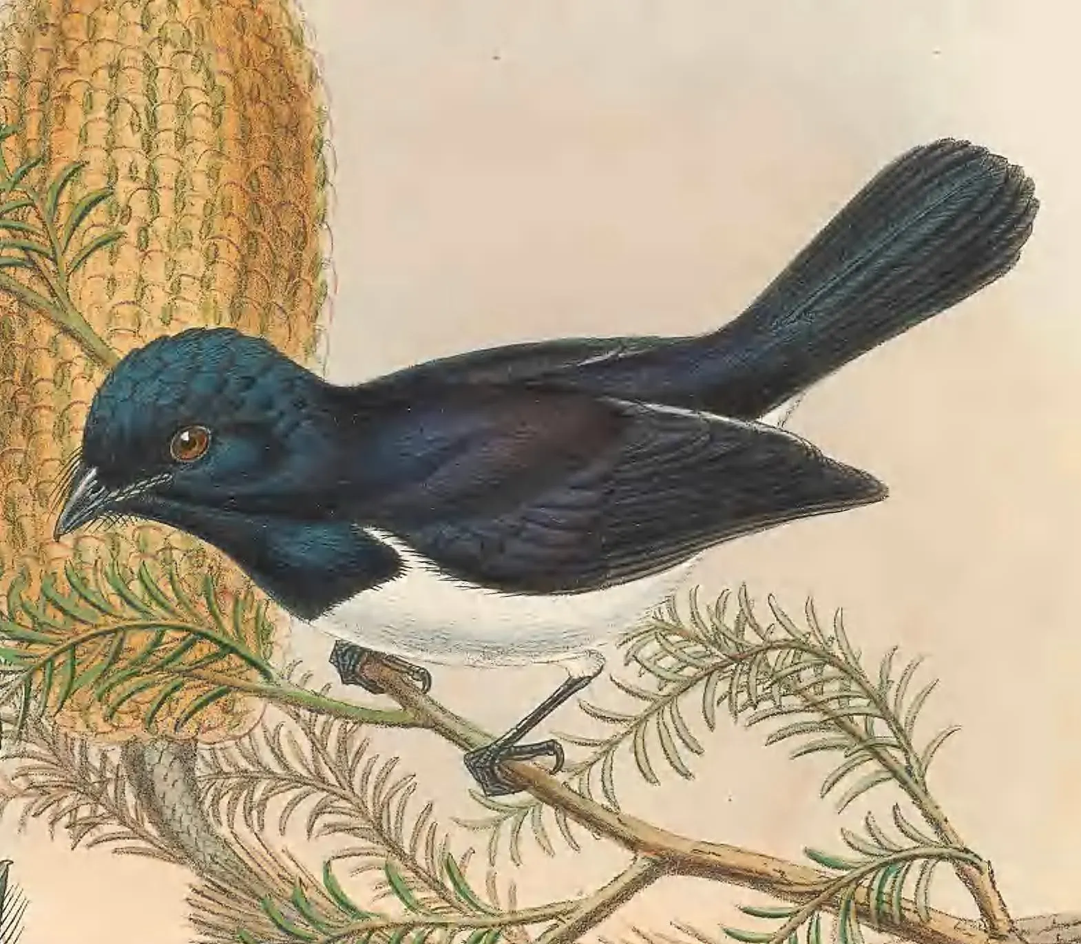 File:Myiagra ferrocyanea (male) - The Birds of New Guinea.jpg