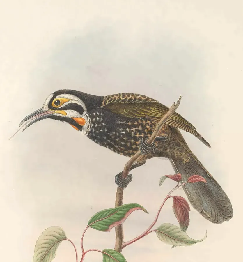 File:Melidectes leucostephes - The Birds of New Guinea.jpg