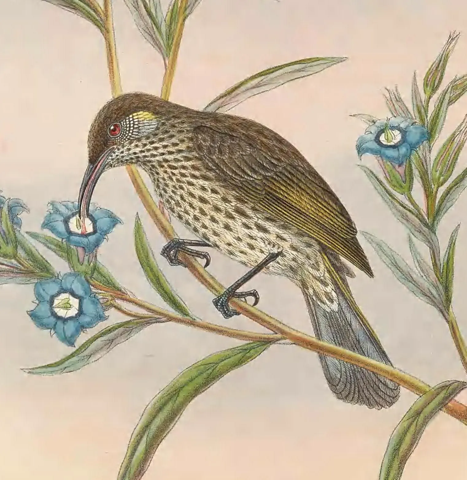File:Lichmera alboauricularis - The Birds of New Guinea.jpg