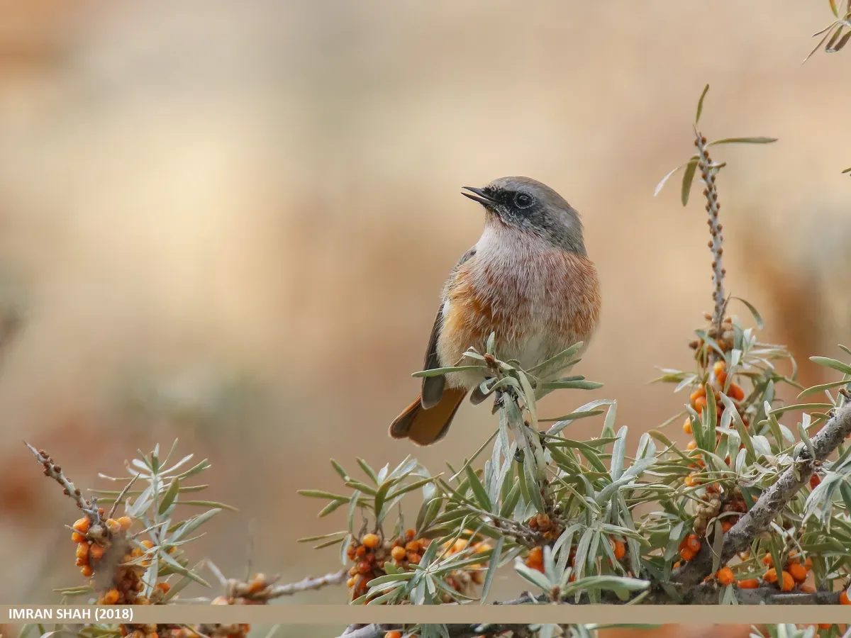 File:Rufous-backed Redstart (Phoenicurus erythronotus) (31668552067).jpg