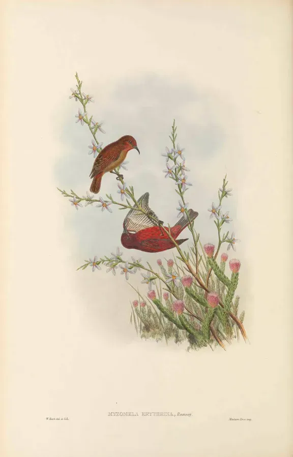 File:Myzomela erythrina - The Birds of New Guinea.jpg