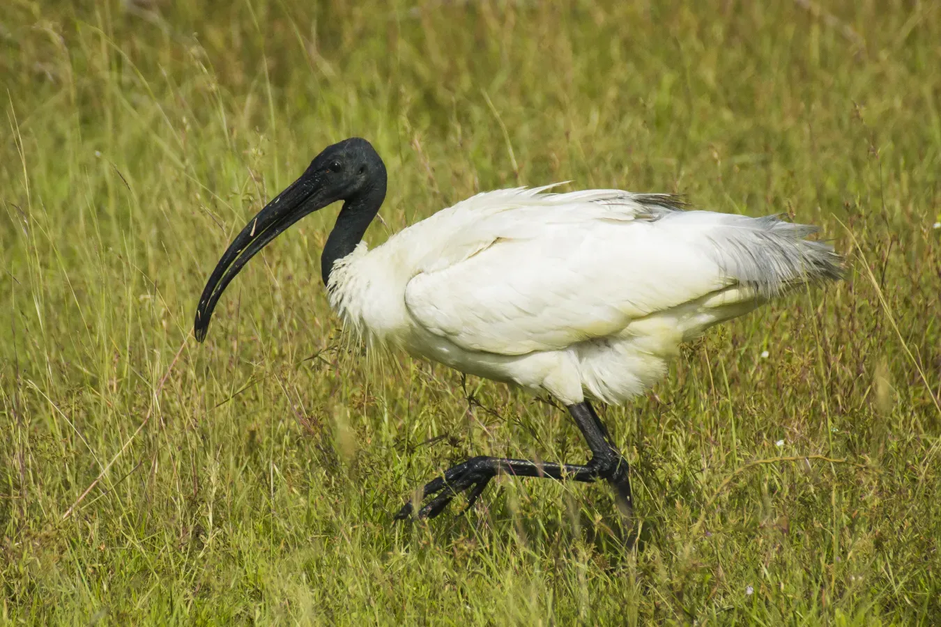 File:Black-headed Ibis (Threskiornis melanocephalus).jpg