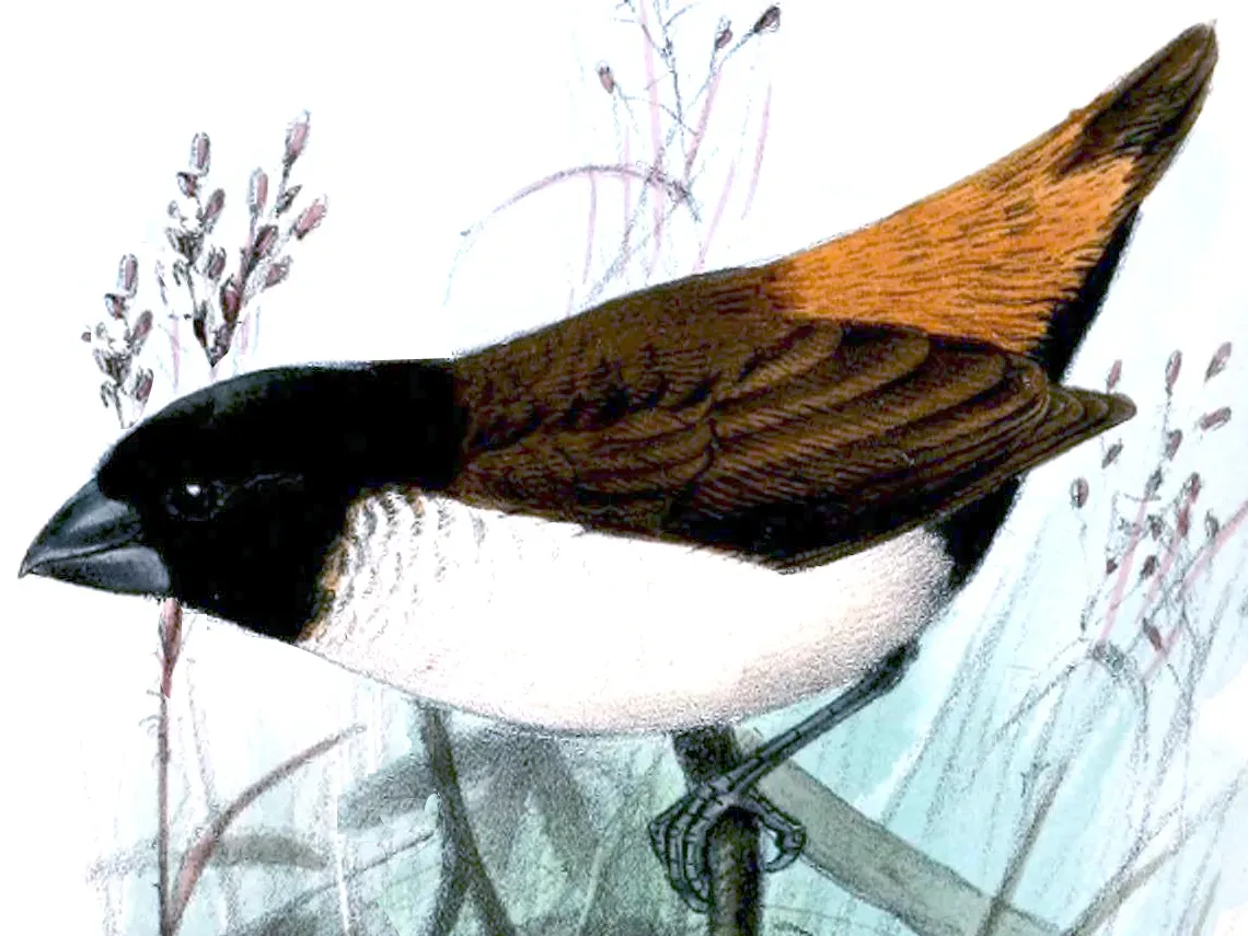 File:Lonchura spectabilis.jpg