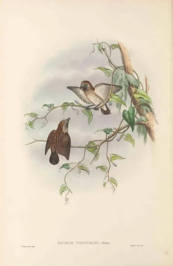 File:Dicaeum tristrami - The Birds of New Guinea.jpg