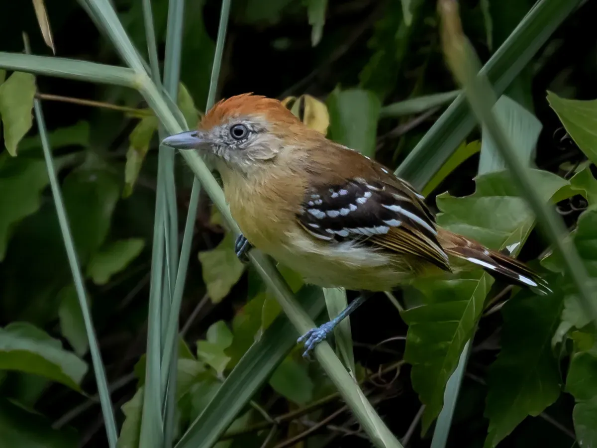 File:Thamnophilus sticturus - Bolivian slaty-antshrike, female; Ladário, Mato Grosso do Sul, Brazil.jpg