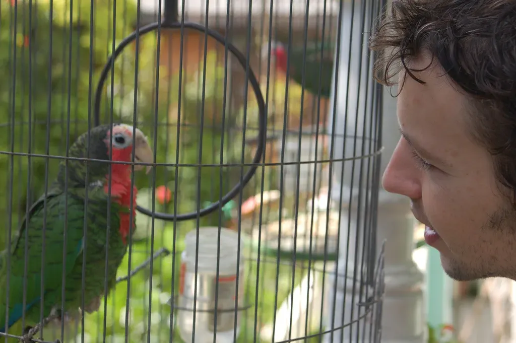 File:Amazona leucocephala -Cuba -round cage-8a.jpg