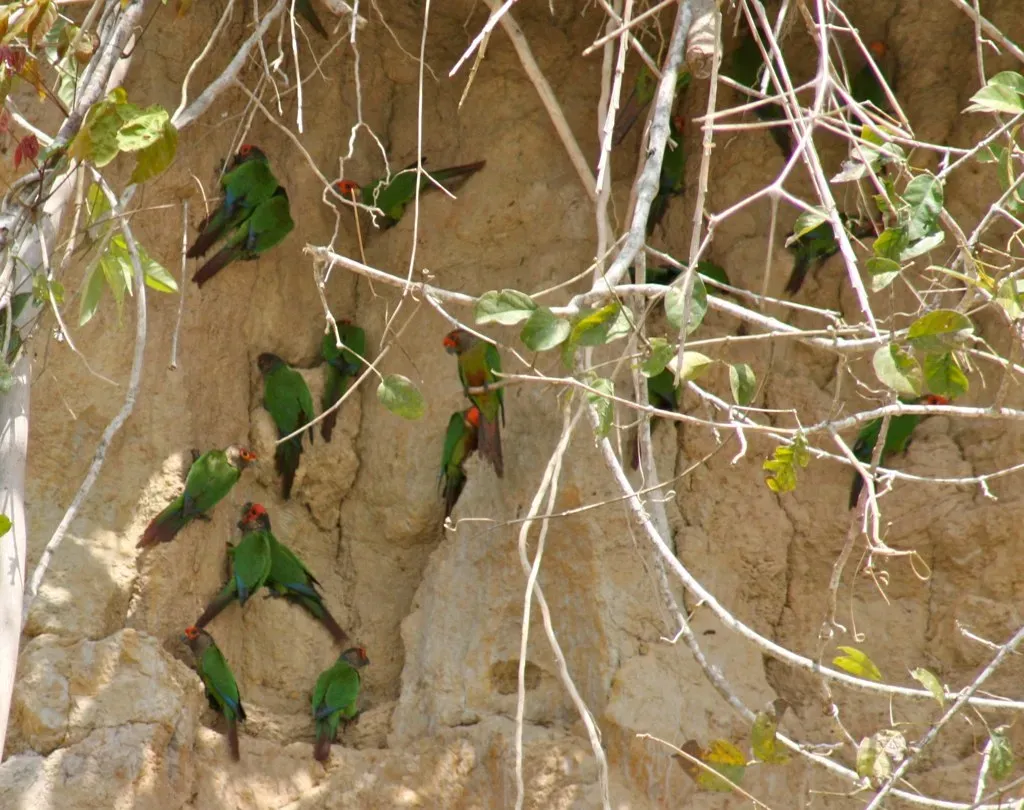 File:Pyrrhura roseifrons -clay lick-4a.jpg