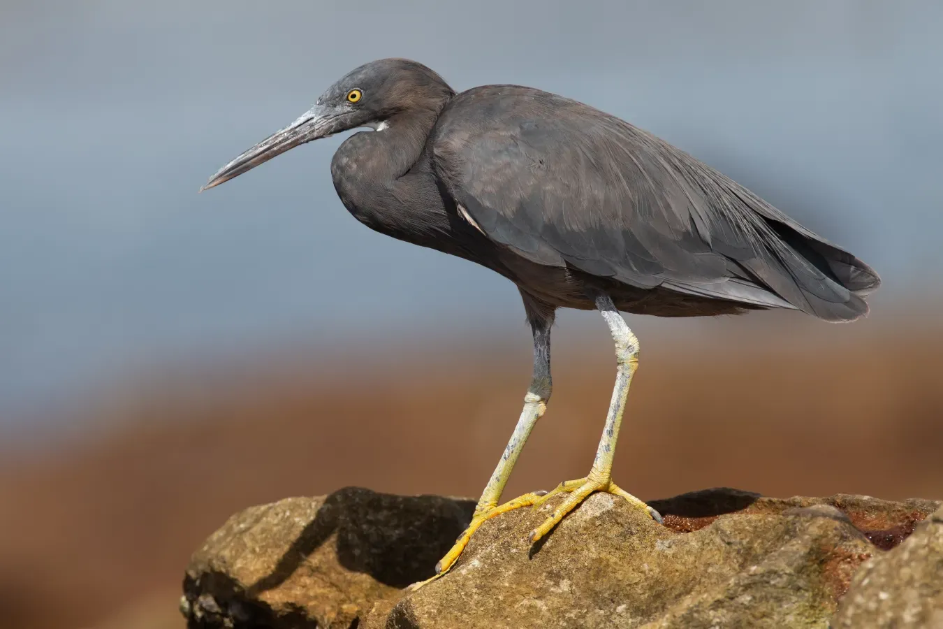 File:Egretta sacra.jpg