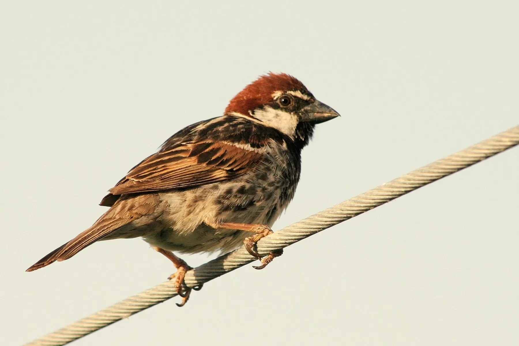 File:Passer Hispaniolensis Male.JPG