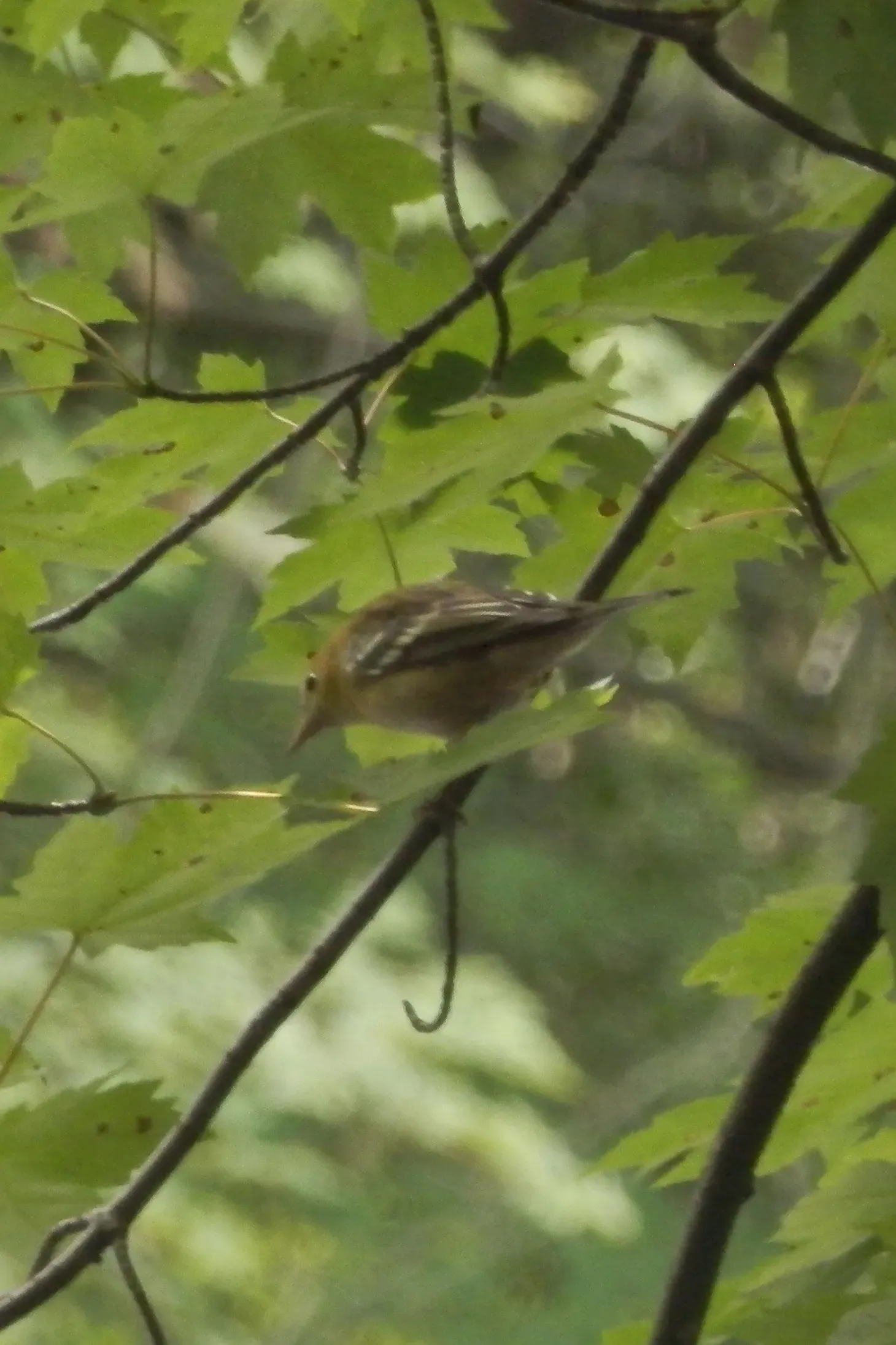 File:Bay-breasted Warbler (Setophaga castanea) - Guelph, Ontario.jpg