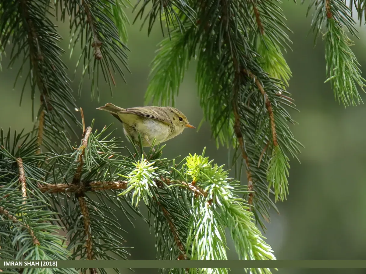 File:Brooks's Leaf Warbler (Phylloscopus subviridis) (28954134147).jpg
