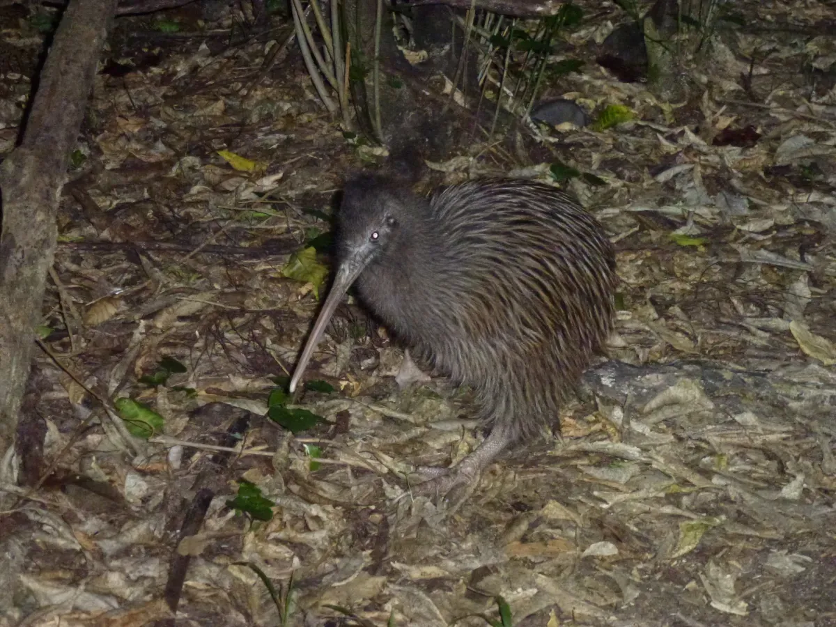 File:Apteryx rowi 3.jpg