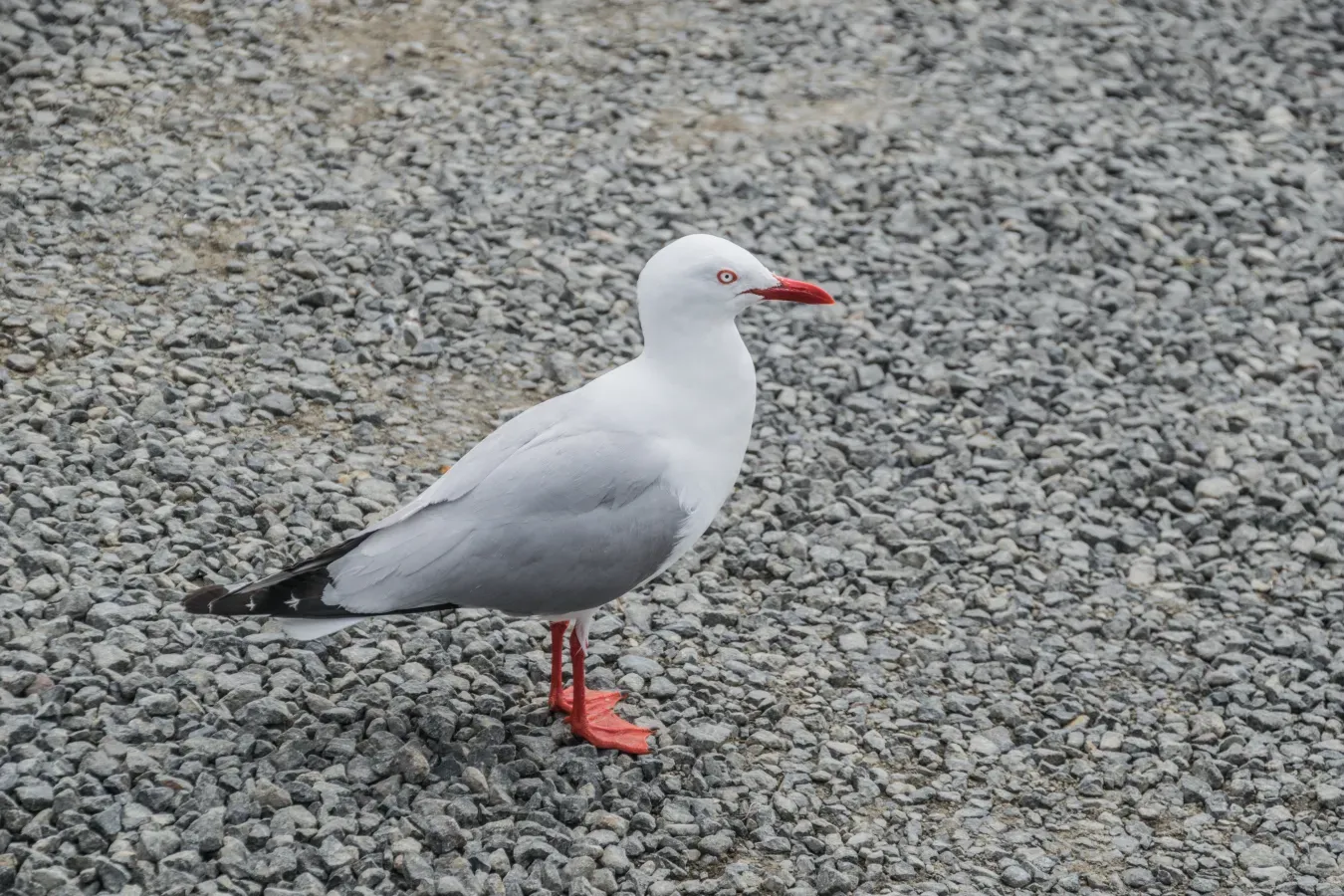 File:Chroicocephalus novaehollandiae at Hot Water Beach 02.jpg