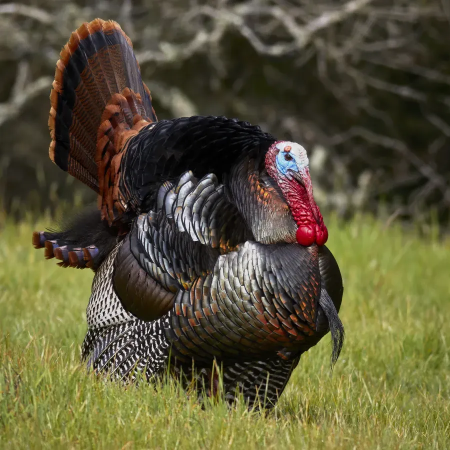 File:Male wild turkey (Meleagris gallopavo) strutting.jpg