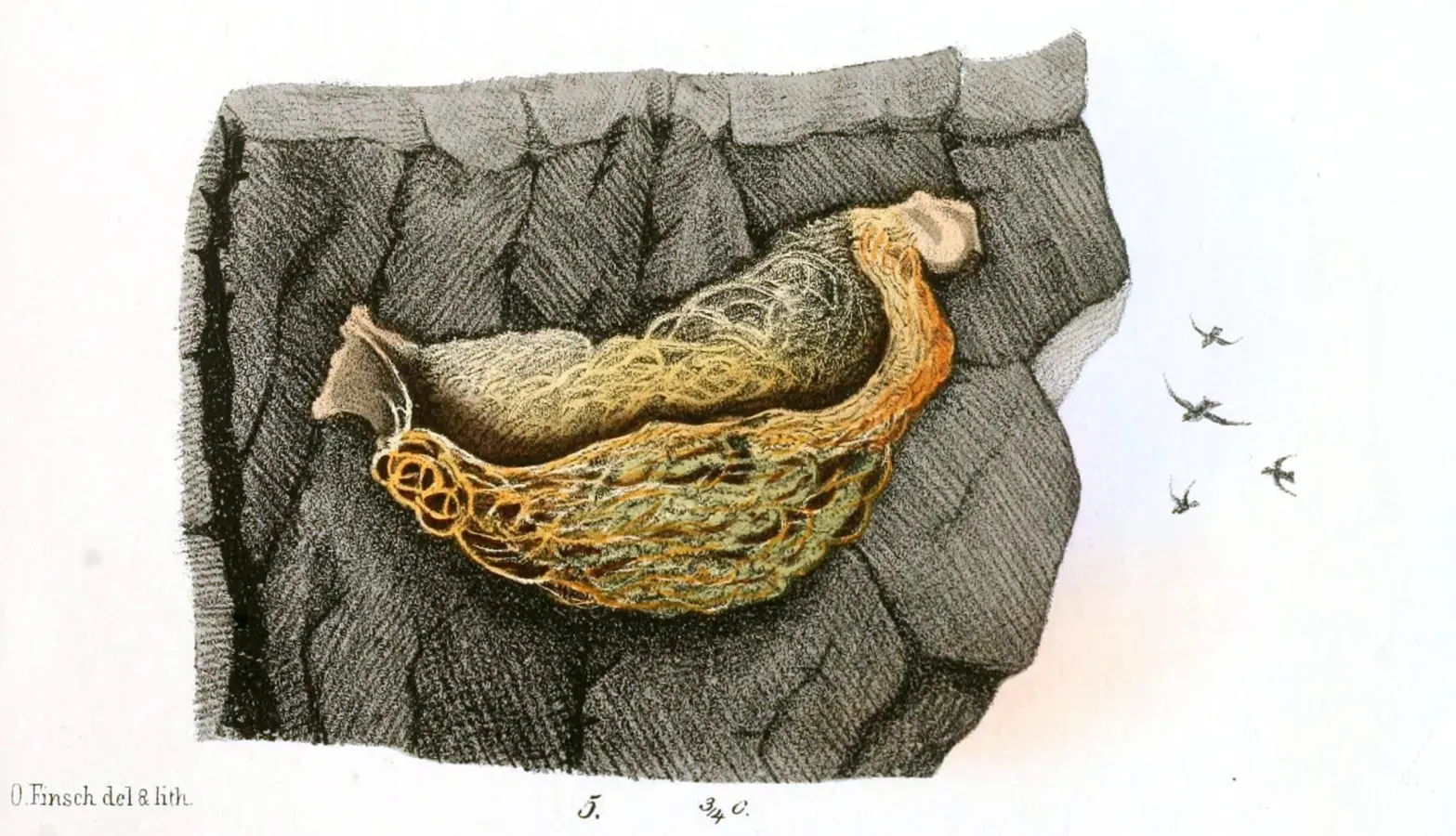 File:Beitrag zur fauna Centralpolynesiens. Ornithologie der Viti-, Samoa- und Tonga-inselnPl14, 5, Aerodramus spodiopygius.jpg