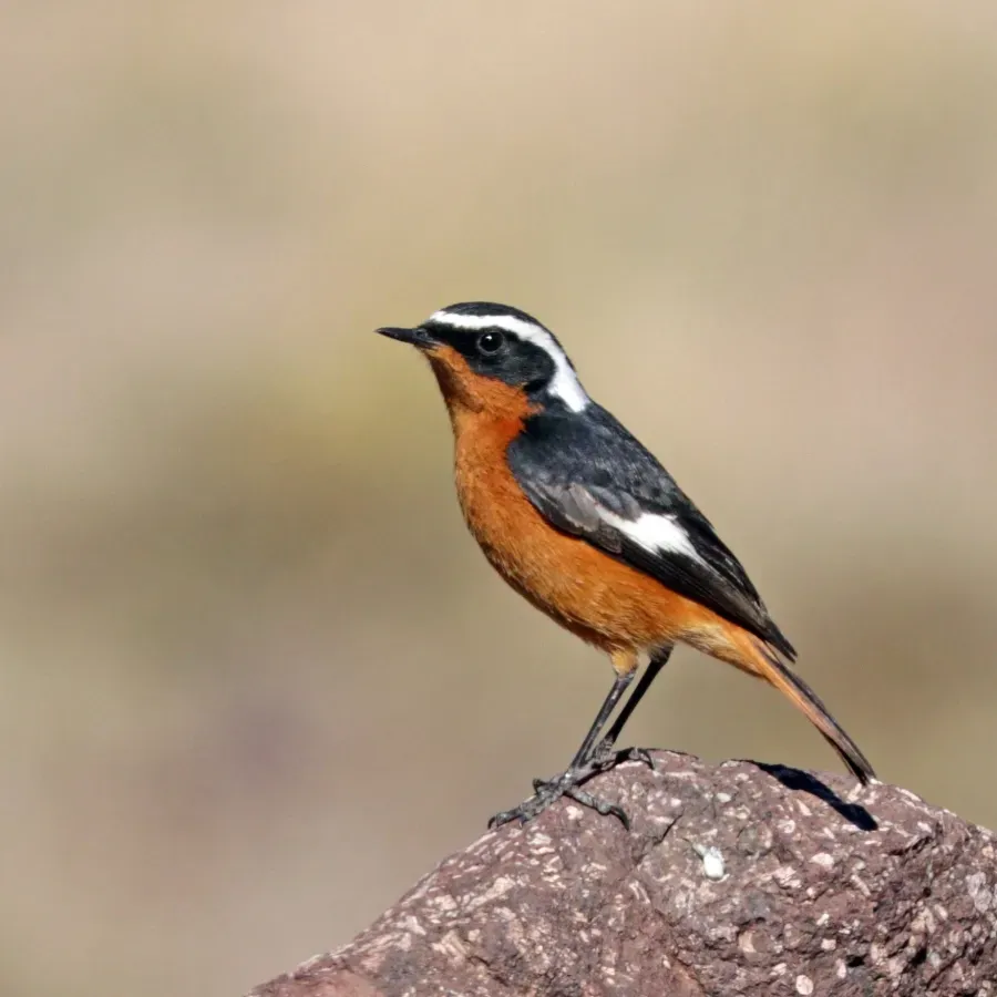File:Moussier's redstart (Phoenicurus moussieri) male.jpg